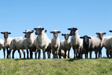 Obraz premium Weiße Schafe stehen auf einem Hügel vor blauen Himmel