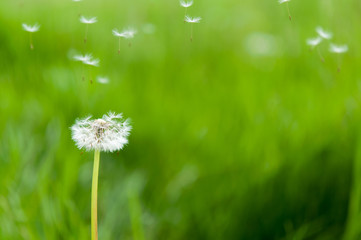 Dandelion seeds in the morning sunlight