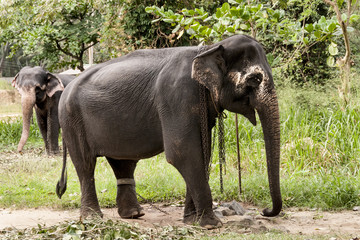 Fototapeta na wymiar elefanti schiavi