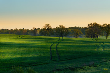 Tracks on the field of grain. Spring landscape. Masuria, Poland.