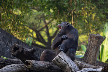 Naklejka premium Chimpanzee ( Pan troglodytes ) is sitting on a log