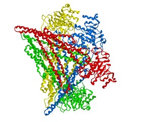 Molecular structure of P-glycoprotein