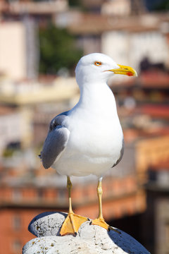 seagull on Rome background