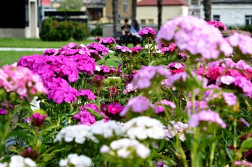 Flowers in city park