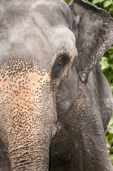 Fototapeta premium elefanti schiavi