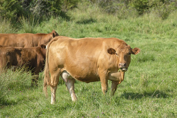 Limousin beef cattle