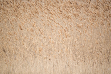 Minimalistic reed background