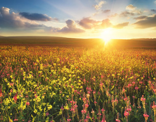 Field with flowers during sundown. Beautiful agricultural landscape in the summer time