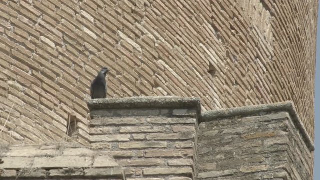 Piccione su una merlatura nel Borghetto di ostia Antica a Roma, Italia