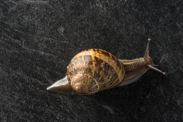 Chiocciola zigrinata  isolata su sfondo nero