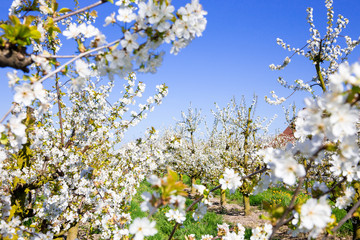 Äpfeln im Alten Land