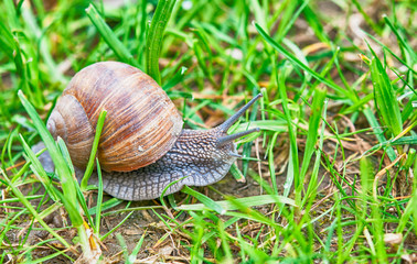snail in garden