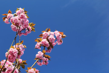 Zonovergoten roze kersenbloesem tegen een strakblauwe lucht