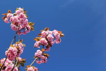 Wallpaper murals Cherryblossom Sunlit pink cherry blossom against a clear blue sky
