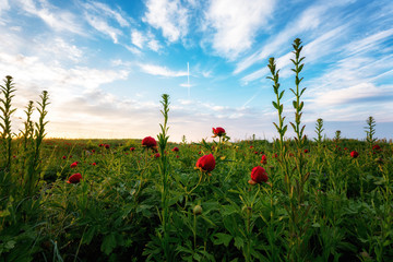 A field of wild peonies at National Archaeological ReserveYailata, Bulgaria