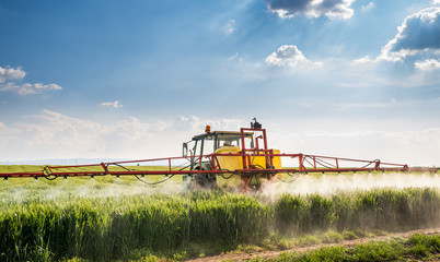 Fototapeta premium Tractor spraying wheat field
