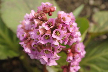 Beautiful pink flower, herb Bergenia. Selective focus