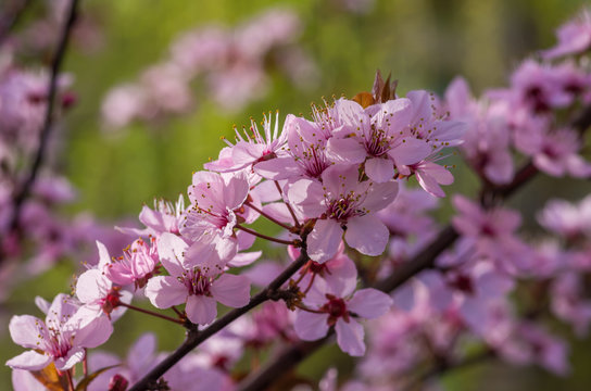 Blooming pink cherry plum flowers