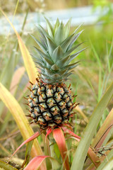 Pineapple tropical fruit growing in a farm