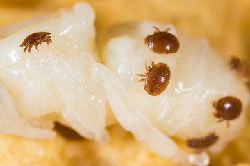 Varroamilben (Varroa destructor) an einer Puppe Drohne im Bienenstock der Biene (Apis mellifera)