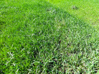 green grass background