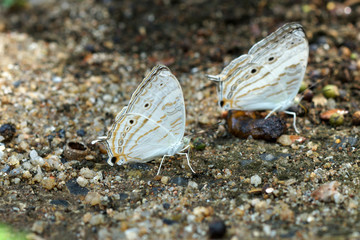 Butterflies are feeding on the ground