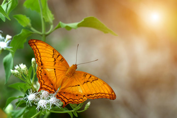 Butterflies are feeding on grass.