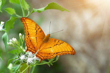 Butterflies are feeding on grass.