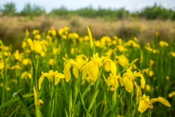 Crédence de cuisine en verre imprimé Iris Iris jaune dans la nature, fleur des marais. Géorgie.