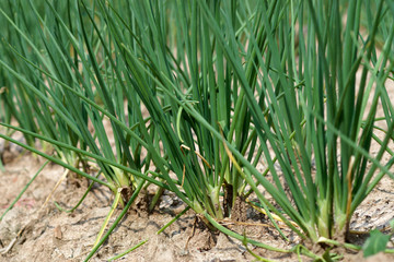 onions tree in the vegetable garden.