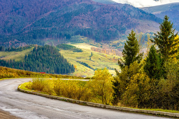 mountain road near the coniferous forest with cloudy morning sky