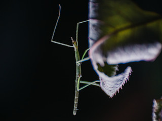 Stick insect