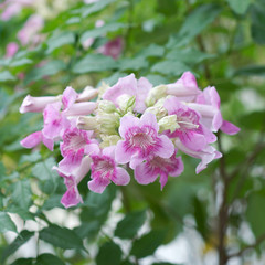 Pink Trumpet Vine flower.