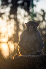 macaque in the sunset at monkey temple, Swayambhunath, Kathmandu