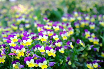 ビオラのアップ