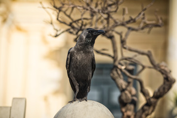 crow standing on a statue in the park