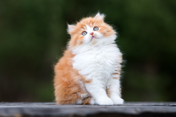 Naklejka na ściany i meble red and white british longhair kitten