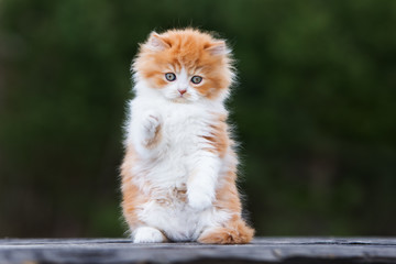 Naklejka na ściany i meble adorable red and white playful kitten outdoors