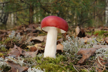 Russula emetica, commonly known as the sickener, emetic russula, or vomiting russula mushroom with forest trees in the background - obrazy, fototapety, plakaty