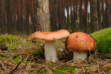 Russula emetica, commonly known as the sickener, emetic russula, or vomiting russula mushroom with forest trees in the background - obrazy, fototapety, plakaty