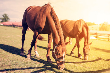 Obraz premium Two horses grazing on green field in sunny countryside