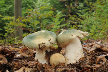 Russula virescens, commonly known as the green-cracking russula, the quilted green russula, or the green brittlegill mushroom with forest trees in the background
