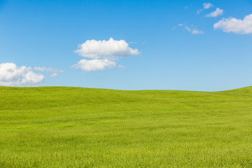 Obraz premium Grüne Hügel in der Toskana
