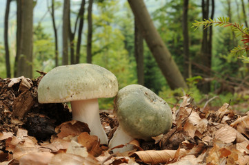Russula virescens, commonly known as the green-cracking russula, the quilted green russula, or the green brittlegill mushroom with forest trees in the background - obrazy, fototapety, plakaty
