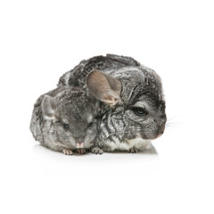 Two chinchillas isolated over white background