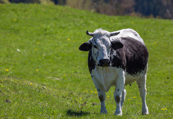 vache de race Vosgienne