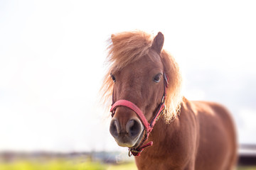 Pony young horse portrait - vintafe filter