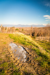 Obraz premium Vineyard in late winter