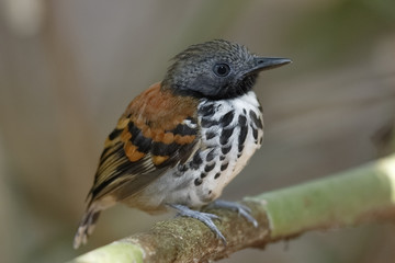 Spotted Antbird Perched on a Branch
