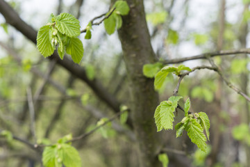 fresh green leaves of a tree hazels